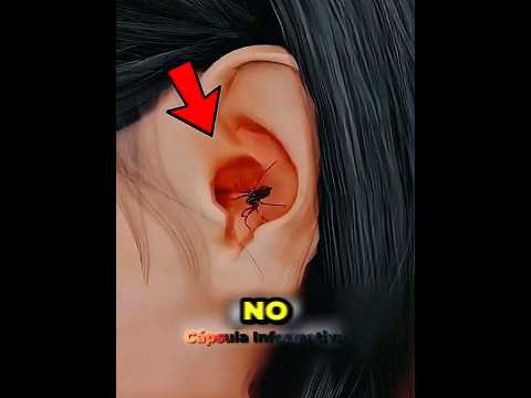 ¡Si Encuentras una Araña en tu Oído… Haz ESTO Rápido! 😱🕷️