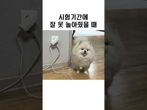 미간으로 욕하는 강아지