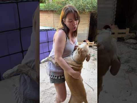 Dando a mi PERRO lo que más le GUSTA Tends de COMIDA #viral