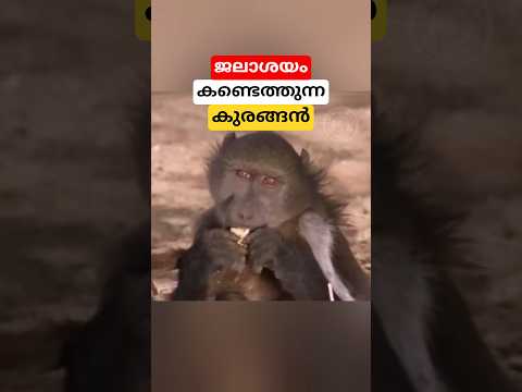 เดเตเดฐเดเตเดเดฟเดจเต เดเดชเดฏเตเดเดฟเดเตเดเต เดตเตเดณเตเดณเด เดเดฃเตเดเตเดคเตเดคเตเดจเตเดจเต #shorts #monkey #malayalam