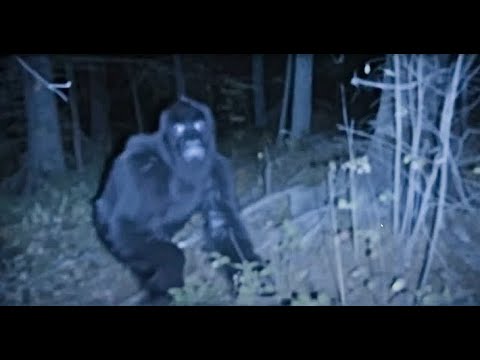 THIS IS SCARY!! THEY HEARD RUSTLING IN THE WOODS AND CAPTURED THIS ON CAMERA!!