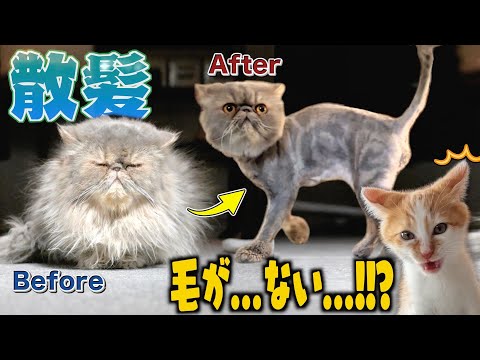 突然お兄ちゃんが散髪して帰ってきた時の子猫の反応がこちらww