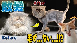 突然お兄ちゃんが散髪して帰ってきた時の子猫の反応がこちらww