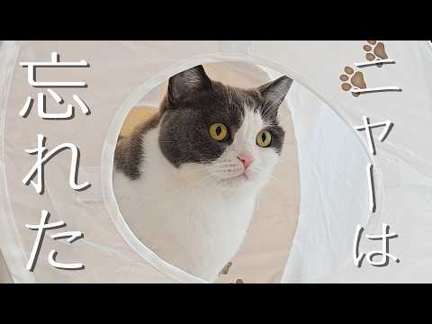 『にゃー』と鳴かない猫のおねだり声が独特で可愛すぎる　956話