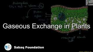Gaseous Exchange in Plants