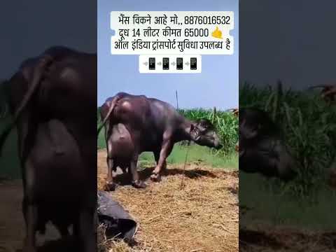 भैंस बिकाऊ है मोबाइल नंबर 7224807498 दूध 17 लीटर कीमत 65,000 होम डिलीवरी उपलब्ध‌ है #baffalo #short