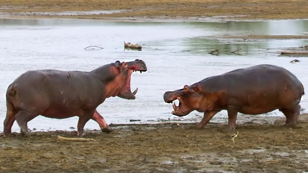 Hippos Struggle for Access to Water BBC Earth