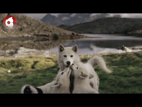 Greenland - Dramatic and Stunning