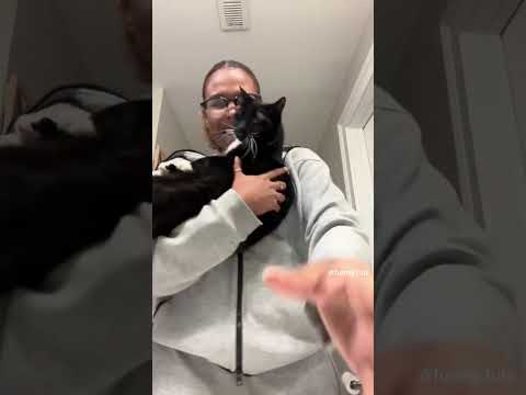 Cat talking #funny #funnyvideo #funnyvideos