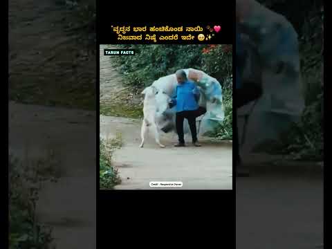 Loyal Dog Helps Elderly Owner Push Heavy Cart ๐ถโค๏ธ This Will Melt Your Heart! #shorts #viral #foryou