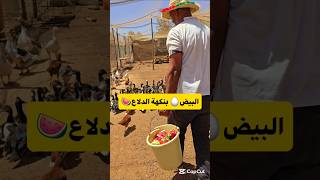 الدجاج جبنا ليه الدلاع 🍉😂