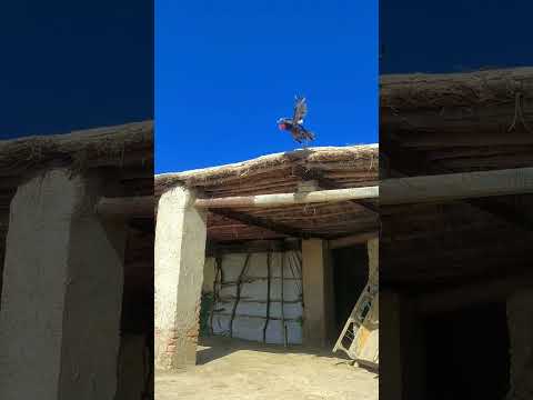 #animals #birds#youtubeshorts #youtube