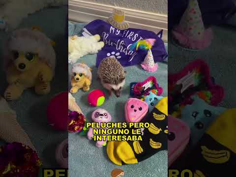 Hedgehog abandoned by his mother #animals #Friendship #Us#hedgehog