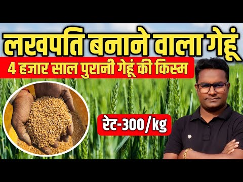 Turn Your Wheat Farming Into a Money-Making Machine! सोना मोती गेहूं लाखों की कमाई का फार्मूला!