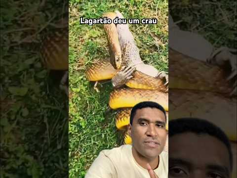 Lagarto vs Cobra #react #bichos #animais #natureza