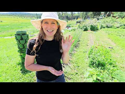 Stunning Sun Jam & Garlic Scape Salt | Small Batch Preserving Day