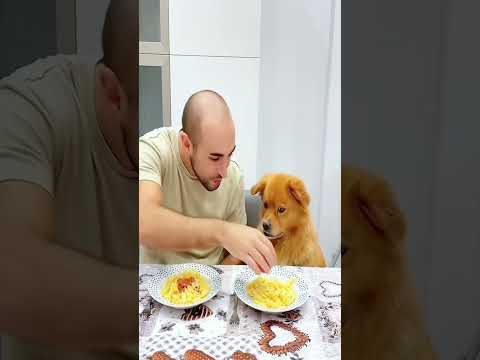 Food the real reason weโre friends. #FunnyDog #DogLovers #FunnyPets #ViralShorts #YouTubeShorts