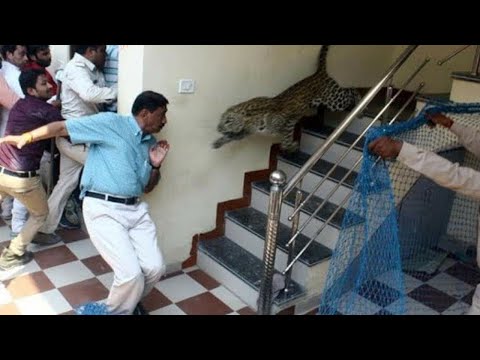 10 ENCONTROS COM ANIMAIS MAIS ASSUSTADORES QUE VOCE PRECISA VER