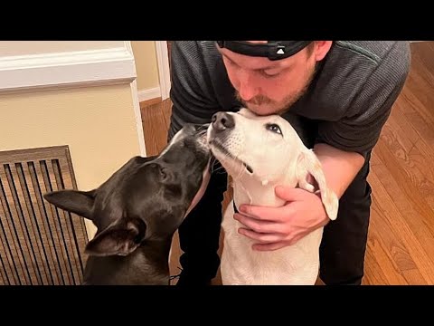 Deaf shelter dog helps friend get adopted