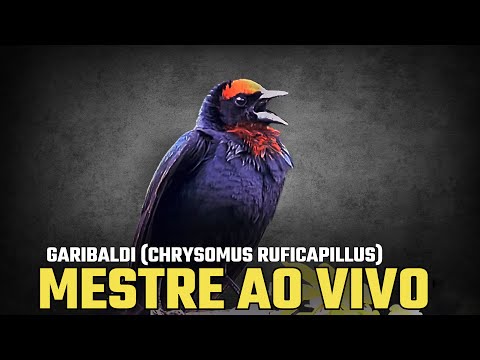 Pássaro Garibaldi cantando uma hora do puro mestre ao vivo !!!