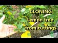 Cloning and Caring for Cuttings