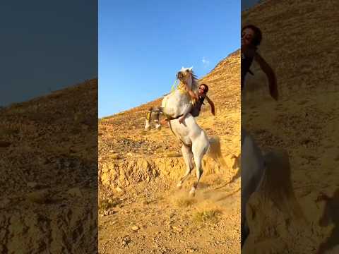 #horses #خيل #حصان #خيل_عربيه_اصيله #cheval