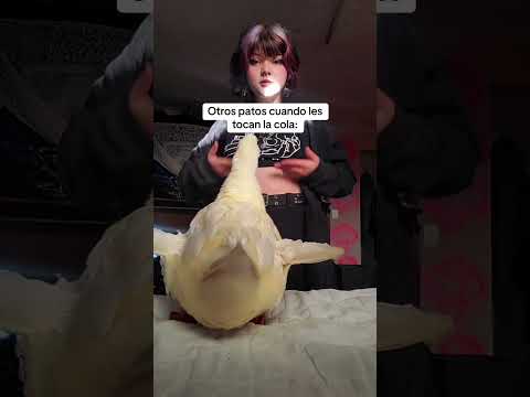 😱🔥 ¡ESTO PASÓ CUANDO LE TOCAn LA COLA A PATRISIO! 🦆😂