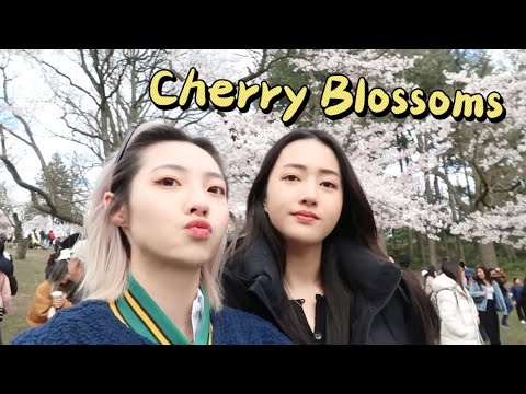 Cherry Blossoms Date | Mukbang? 中越情侣VLOG