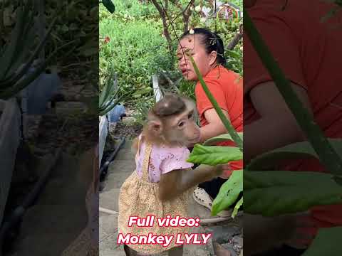 Monkey Lyly ran to find her mother for help. #shorts #monkey #youtubeshorts #cutefunny