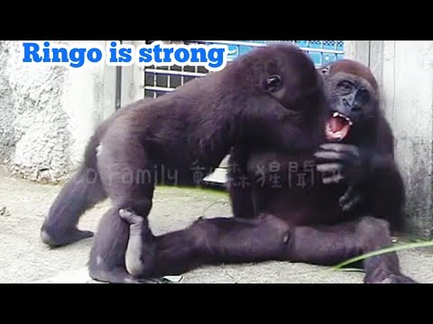 賈霸里被弟弟壓制住😆🤣💦#Djeeco#ゴリラ#迪亞哥#金剛猩猩#taipeizoo #gorilla #台北市立動物園