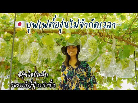 บุฟเฟต์องุ่นไชมัสคัท1500เยนไม่จำกัดเวลาShikisaifarmจ.เอฮิเมะ