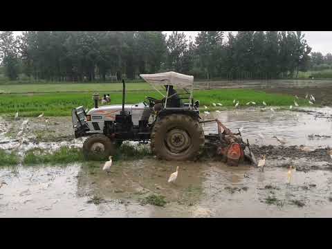 Eicher 485 Tractor  preparing fields for rice crop