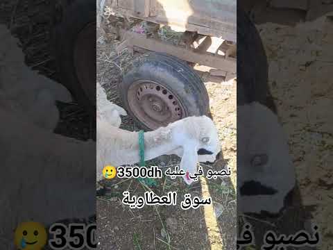 نصبو عليه ف 3500dh سوق الأسبوعي لمدينة العطاوية