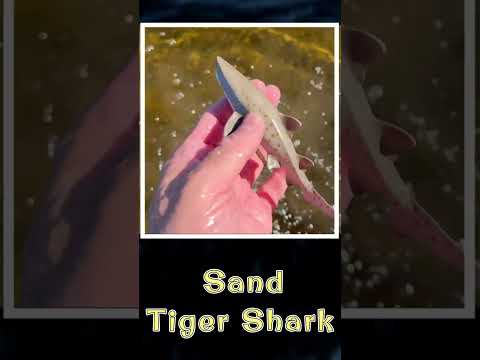 Sand Tiger Shark Toy Facts!  #KidsLearning