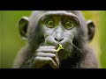 Behavior and Social Structure of Monkeys
