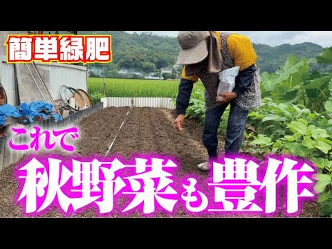 【これ簡単 緑肥のススメ】今の時期に緑肥を植えて秋野菜豊作を狙います【ソルゴー】【大麦】【堆肥】【有機】【防草】【防風】【コンパニオンプランツ】