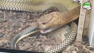 Cobra Real Así Es Su Letal Veneno - 100%JC