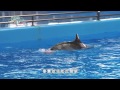 Dolphin Training Techniques and Benefits