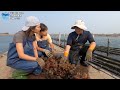 Oyster Farming and Biology