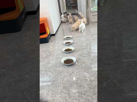 Cats are Mad for the Food 🤣