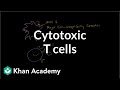Understanding Antigen Presenting Cells and T Cells