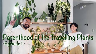 Meet & Learn from Her Plant Stories + Houseplant Collection Tour