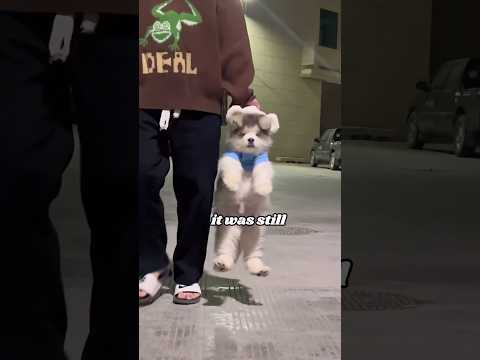 The Journey of a Hungry Puppy  #animals #heartwarmingpets #funny