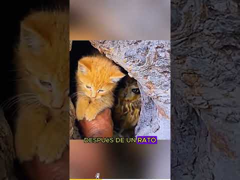 The owl has three cats#animals #Foryou #Friendship #Us#USA#cat#love#owl