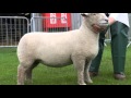 Sheep Breeding and Judging Traits