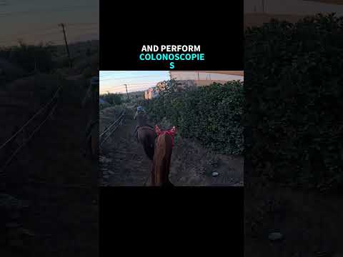 Justice for Little Joe! #horse