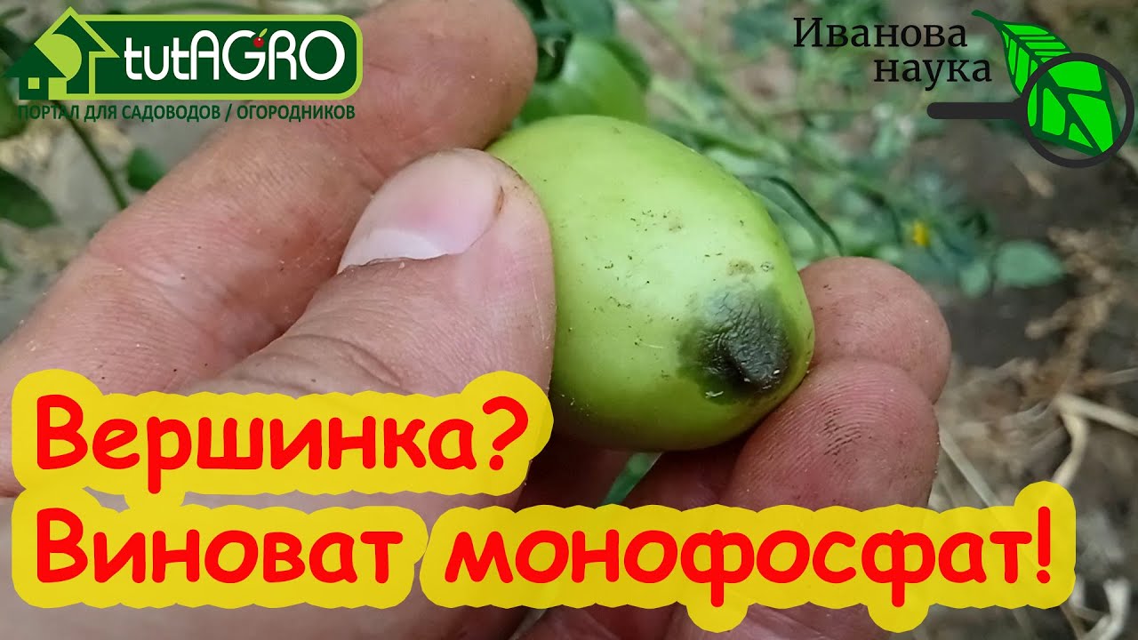 Стоп! Не вносите монофосфат калия, пока не узнаете секрет этого дорого удобрения! Кормите безопасно!