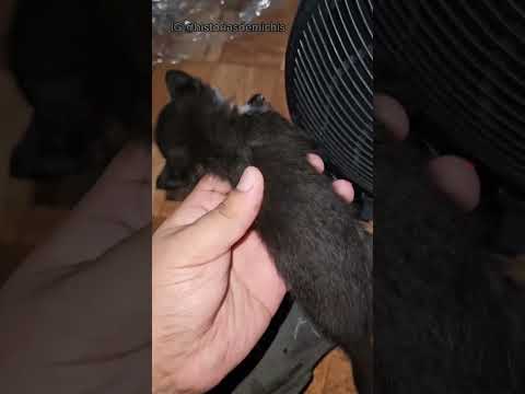 oren por michito 😭🐈 💔 por fa