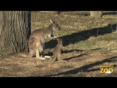 Kangaroo Joeys Hippety Hoppety Hang Outside The Pouch At Brookfield Zoo