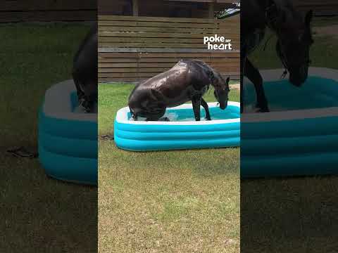 #GiddyUp for some quality time in the #pool!